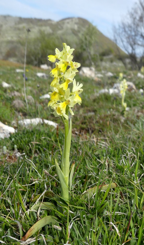 O.pauciflora, O.provincialis, O.quadripunctata, O.xcolemanii, 4 belle Orchis.